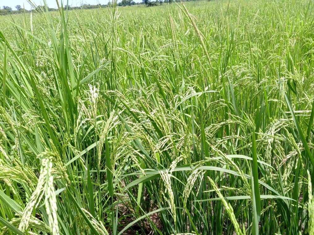 WhatsApp Image 2026-02-23 at 14.52.38 (1)