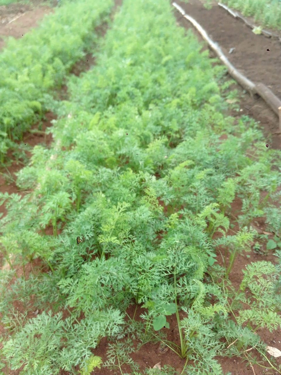 WhatsApp Image 2026-03-05 at 12.39.44 (3)